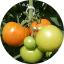 7ª Ponencia: Avances en el control del desarrollo del fruto de tomate / Mesa redonda image