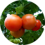 11ª Ponencia: Estrategia frente a las ENFERMEDADES del tomate: diagnosticar, conocer y actuar image