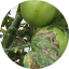 3ª Ponencia: El virus rugoso del tomate / Mesa redonda image